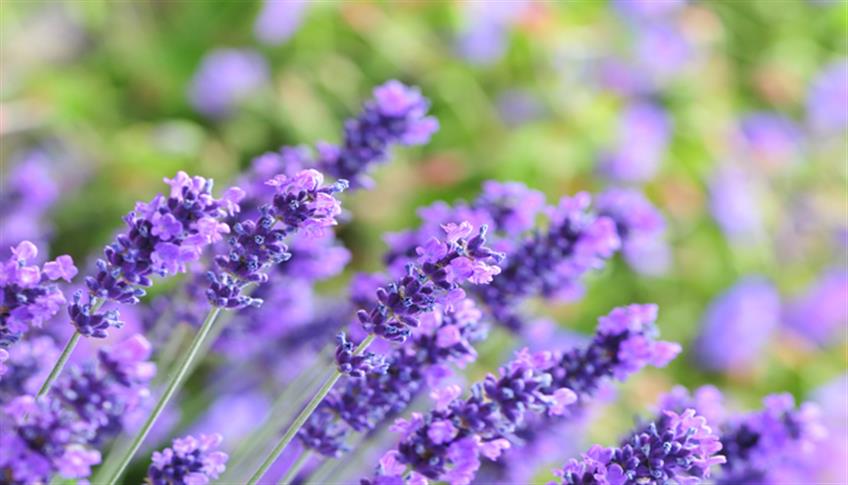 Olio essenziale e profumo di lavanda per la bellezza Olio essenziale e profumo di lavanda per la bellezza